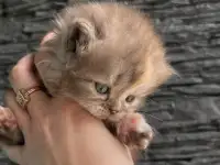 Котята шотландская вислоухая, фотография 5