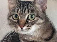 Котенок подросток Манюня, фотография 2