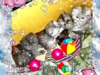 Персидские котята экстремального типа чистокровные. Персы.