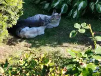 Котята в дар, фотография 4