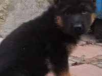 Щенки немецкой овчарки