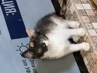 Дарю котят