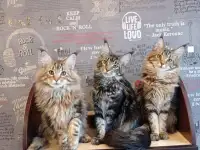 мейн кун мальчишки, фотография 6