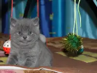 Британские котята, фотография 10
