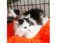 Пушистый котенок 2 месяцев ищет семью, фотография 2