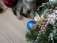 Шотландские котята, фотография 3