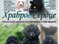Щенки той-пуделя