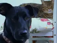 Собака срочно ищет дом, фотография 4