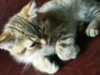 Скоттиш-страйт котята, фотография 4