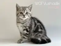 Шотландская девочка, котенок, скоттиш, мрамор, фотография 2