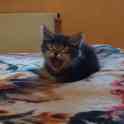 Котёнок Спайк в добрые руки, фотография 6
