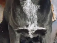 Отдам в хорошие руки, фотография 2