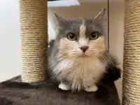Трёхцветная кошечка Эльза ищет дом и любящую семью!, фотография 4