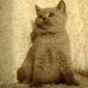 Британские котята, фотография 6