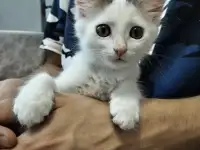 Котёнок-девочка, фотография 2