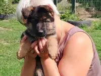 Щенки немецкой овчарки