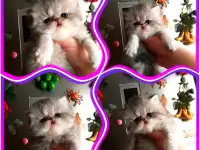 Персидские котята экстремального типа чистокровные. Персы., фотография 8