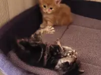 Курильский бобтейл котята, фотография 3