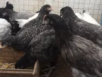 Куры несушки доставка по району