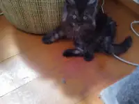 Мейн Кун, фотография 3
