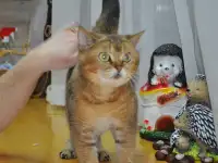 Шотландцы в Дар, фотография 4