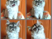 Персидский мальчик Зайчик. Персы. Котята., фотография 10