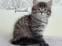 Сибирские котята. Сибирский котенок.