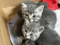 Котята шотландские, фотография 9