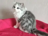 Шотландские котята с голубыми глазами, фотография 2