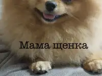 Продажа щенка померанского шпица, фотография 5