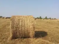 Продам сено