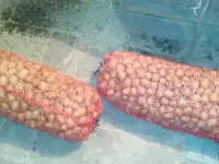 Картофель семенной сорт ГАЛА