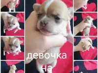 Щенки чихуахуа, фотография 6