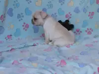 Французский бульдог щеноки, фотография 3