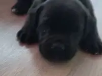 Собака