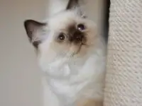 Шотландский котенок Девочка, фотография 3