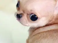 Микро Чихуахуа