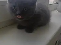 Котята британцы, фотография 5