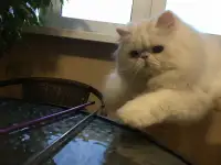 Персидский котик, фотография 3