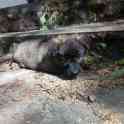 Щенкам СРОЧНО нужен ДОМ, фотография 9