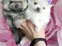 Померанский шпиц, щенки. Мини мишки, фотография 7
