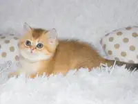 Шотландские малыши
