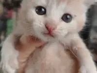 Котенок в дар.