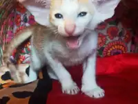Ориентальная кошка, фотография 5
