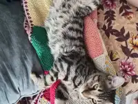 Пропал котенок бенгал, фотография 8