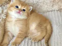 ЗОЛОТАЯ ШИНШИЛЛА шотландские котята, фотография 4