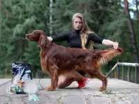 Хендлер в Минске, фотография 2