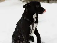 Стрелочка ищет дом