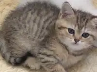 Домашние животные, фотография 2
