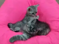 Продаются британские котята, фотография 3